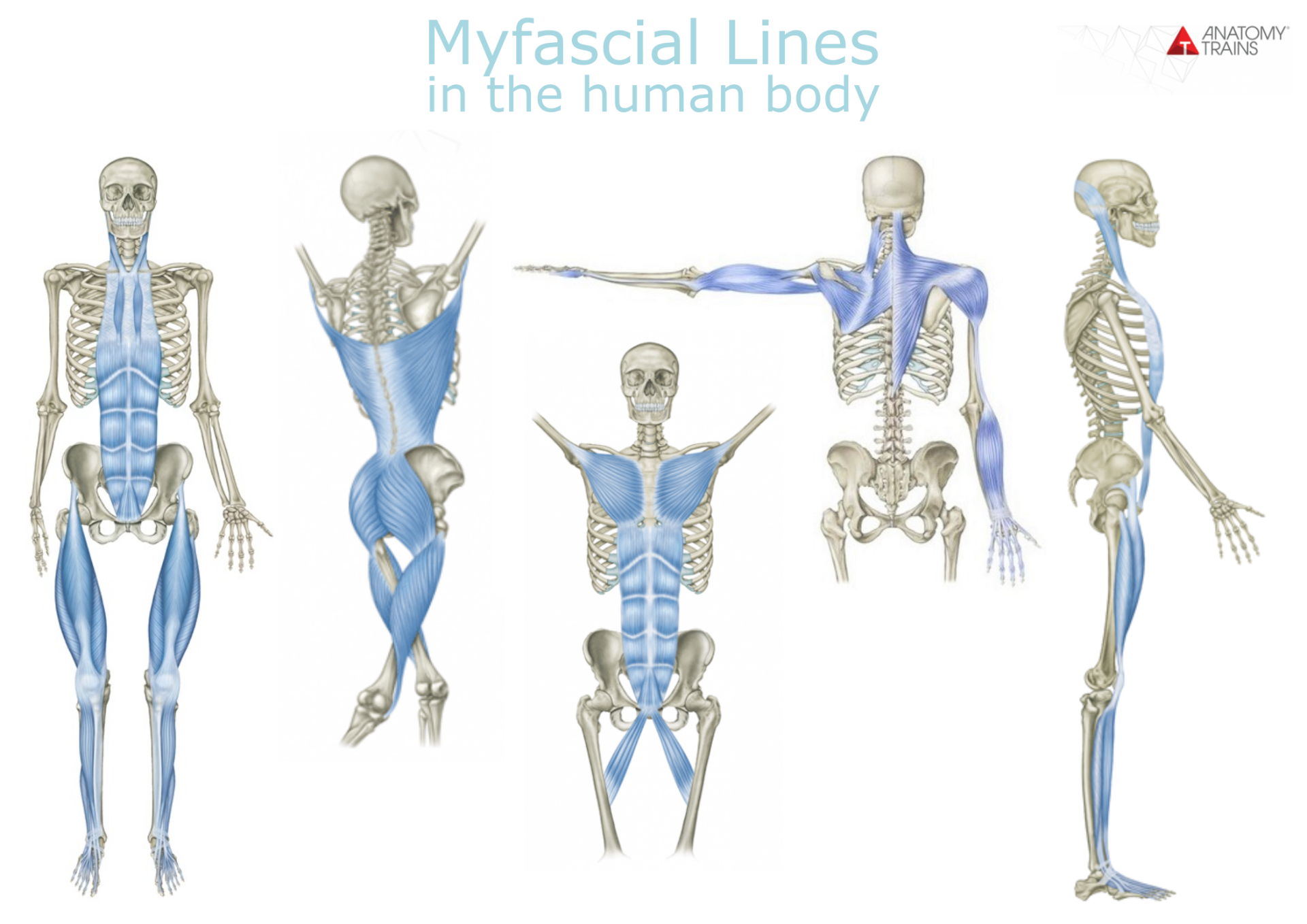 Fascia Treatment Fascia Treatment